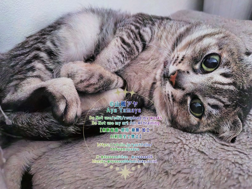 山鵺アヤ🐱4/3新連載 tweet media