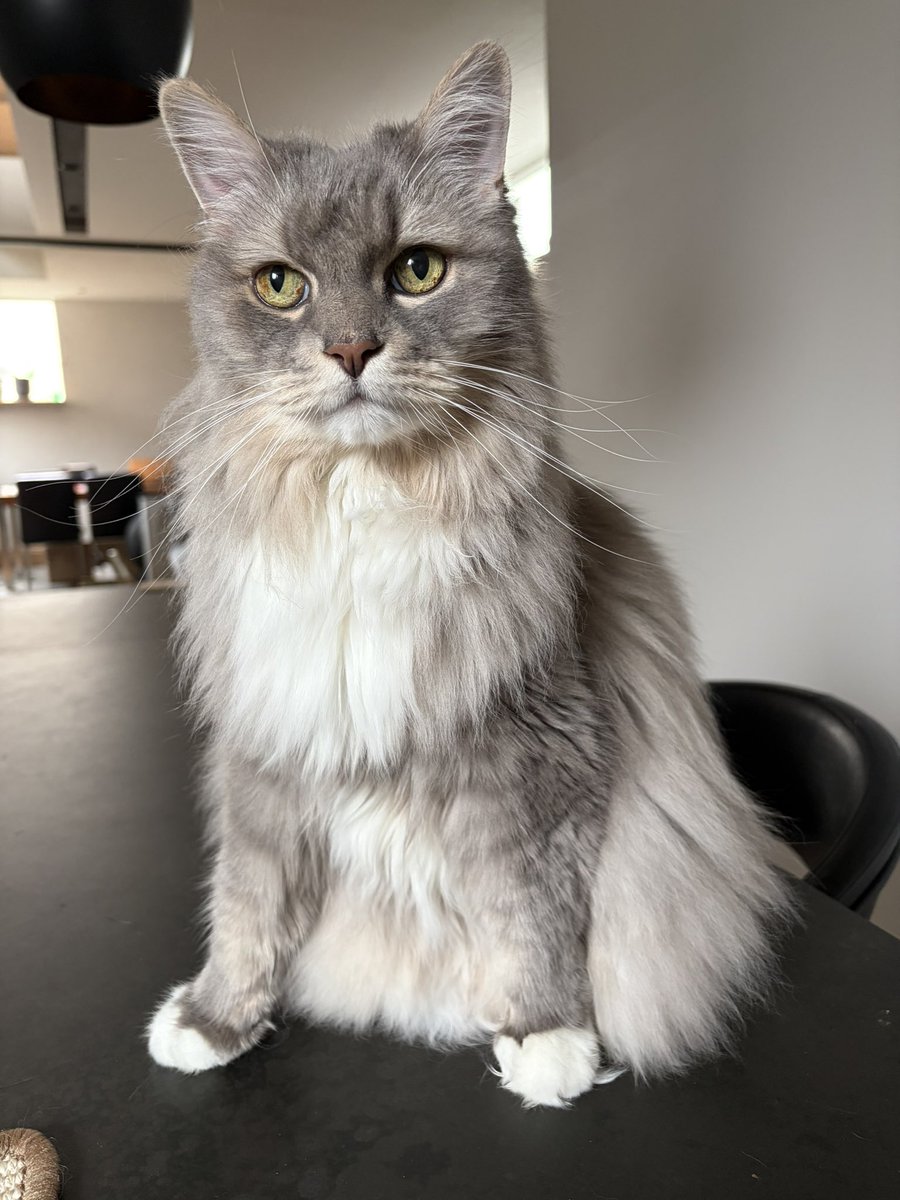 キャットアパートメントコーヒー tweet media