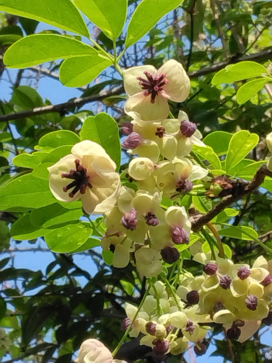 ふーにゃんばぁば tweet media