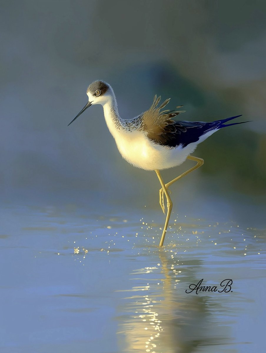 Aurora41155547's tweet image. Good morning!
Water Ballet
#Art #AIArt #Nature #Bird #BlackwingedStilt