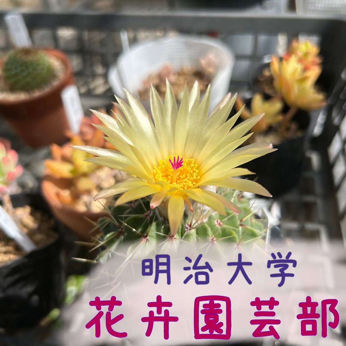 2026明治大学新歓実行委員会【生田】 tweet media