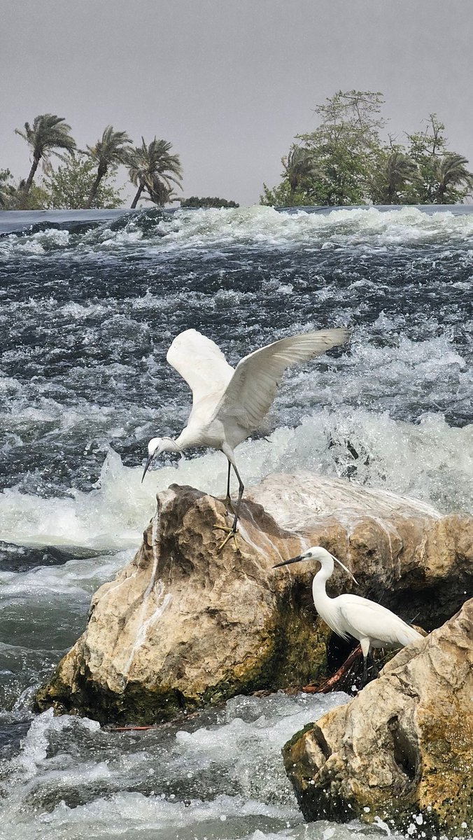 Nu 🇪🇬 tweet media