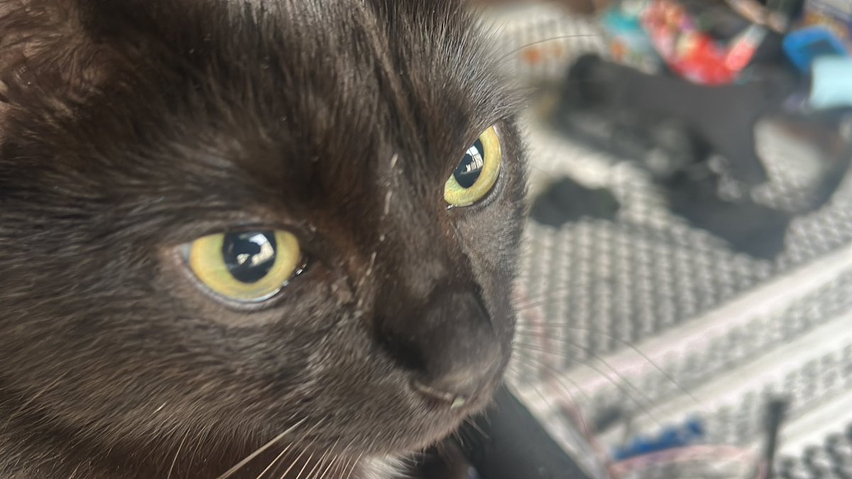 【公式】プロ事故ラレイヤー tweet media