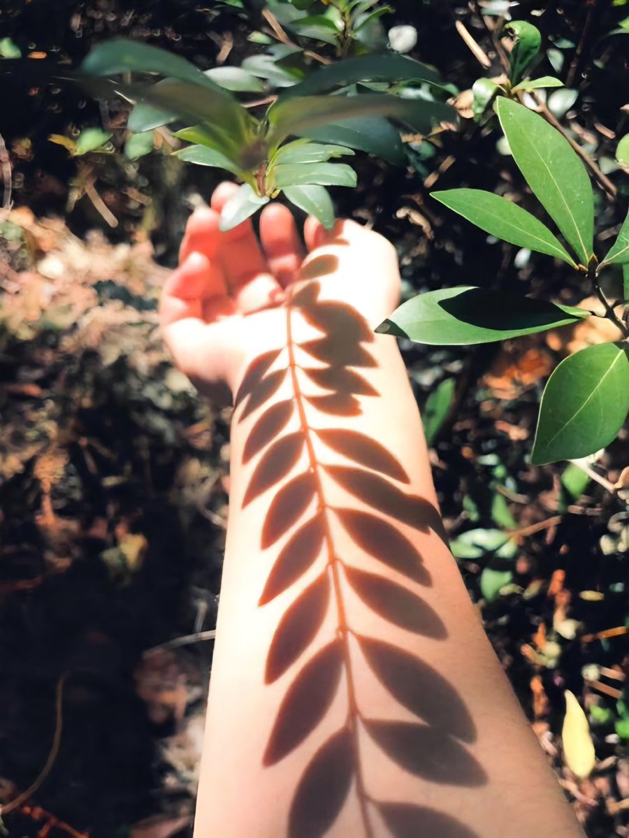 Jiya 🦚 tweet media