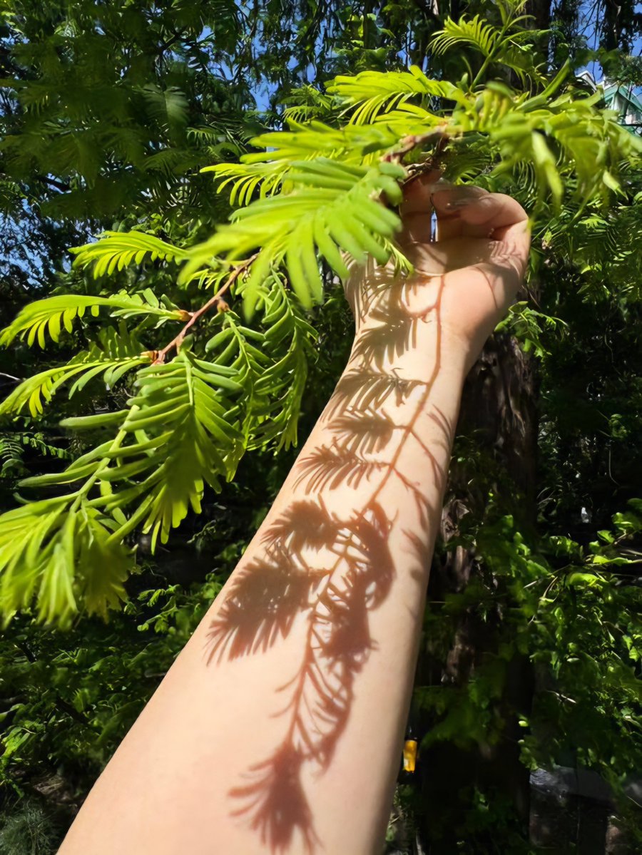 Jiya 🦚 tweet media