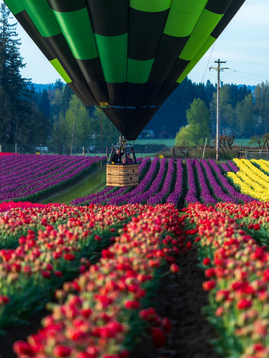 World_aib's tweet image. Tulip fields, Netherlands