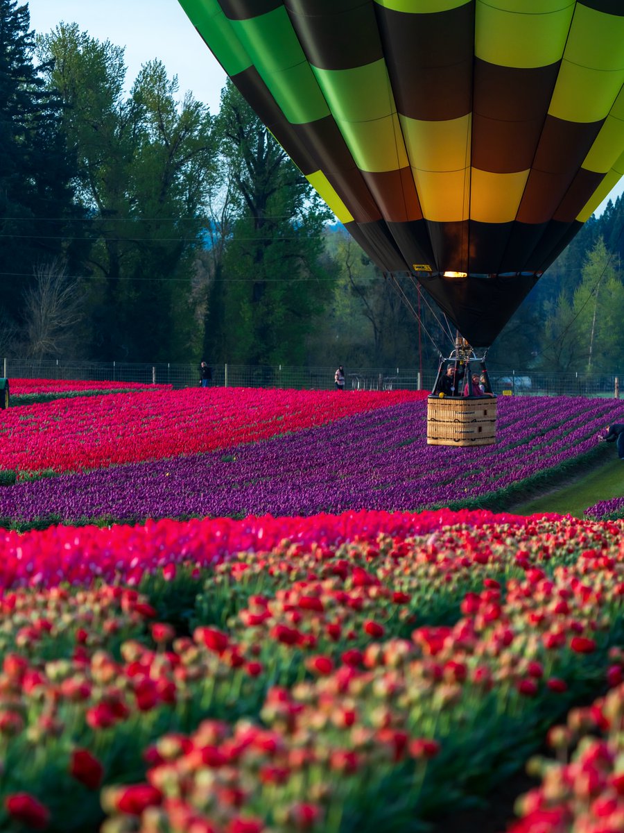 World_aib's tweet image. Tulip fields, Netherlands