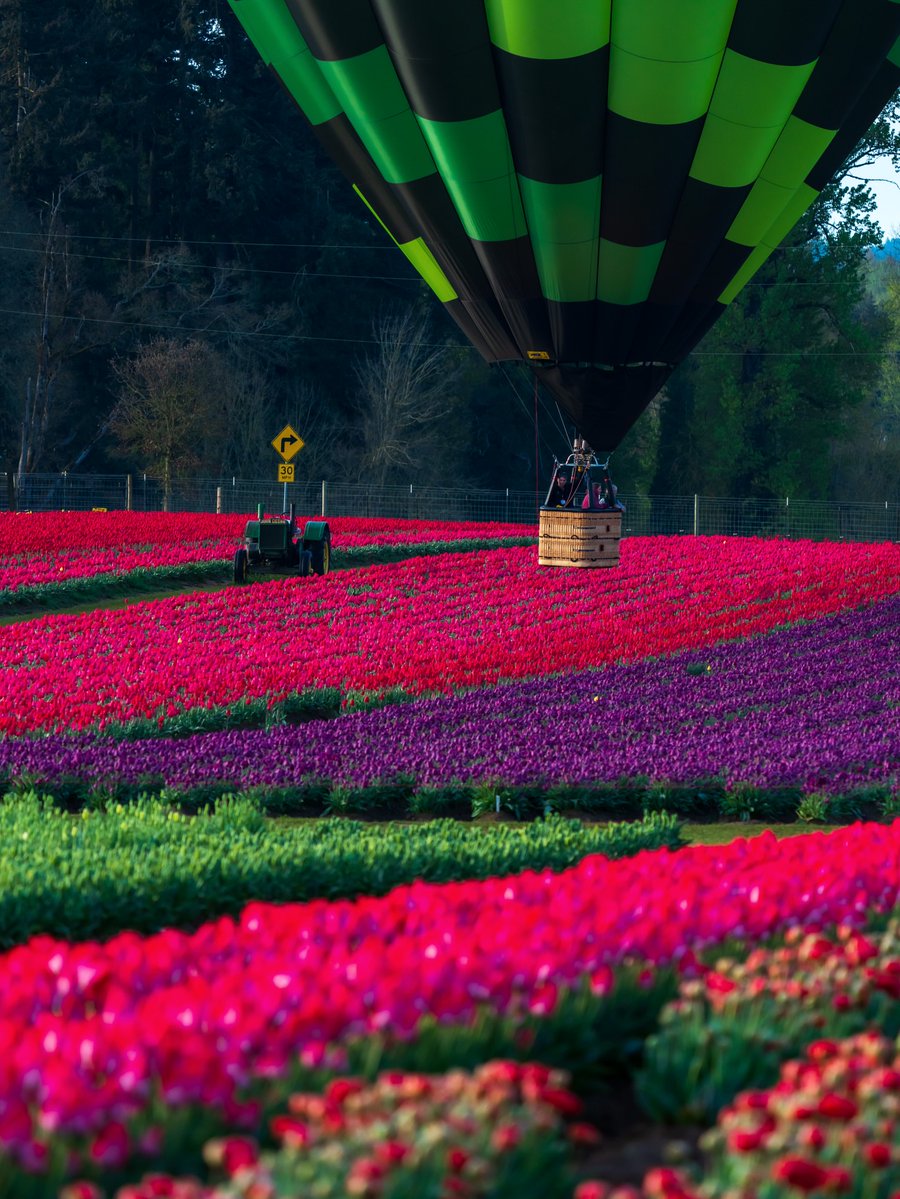 World_aib's tweet image. Tulip fields, Netherlands