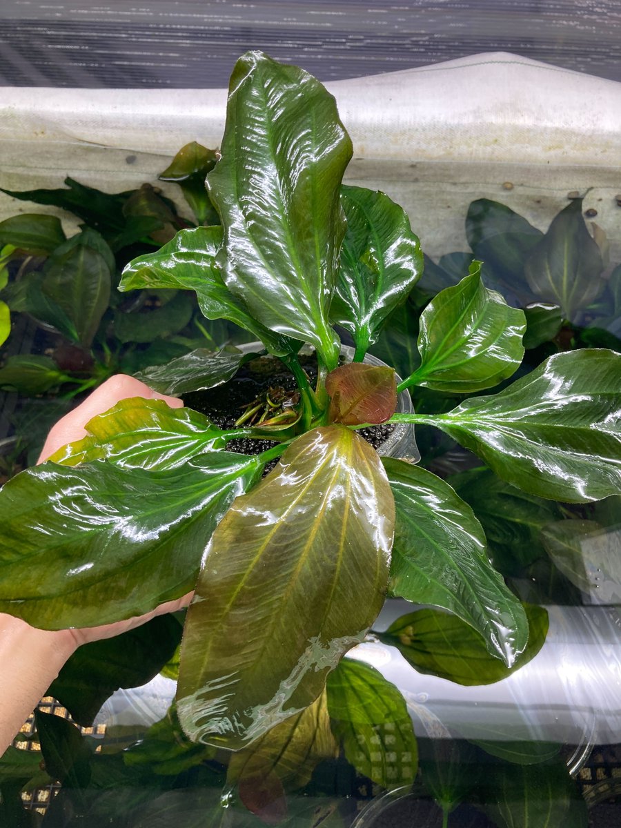 【水草・水生植物】チャーム公式 tweet media