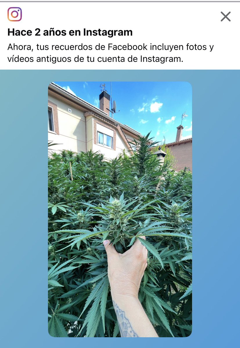 Dra Weed tweet media