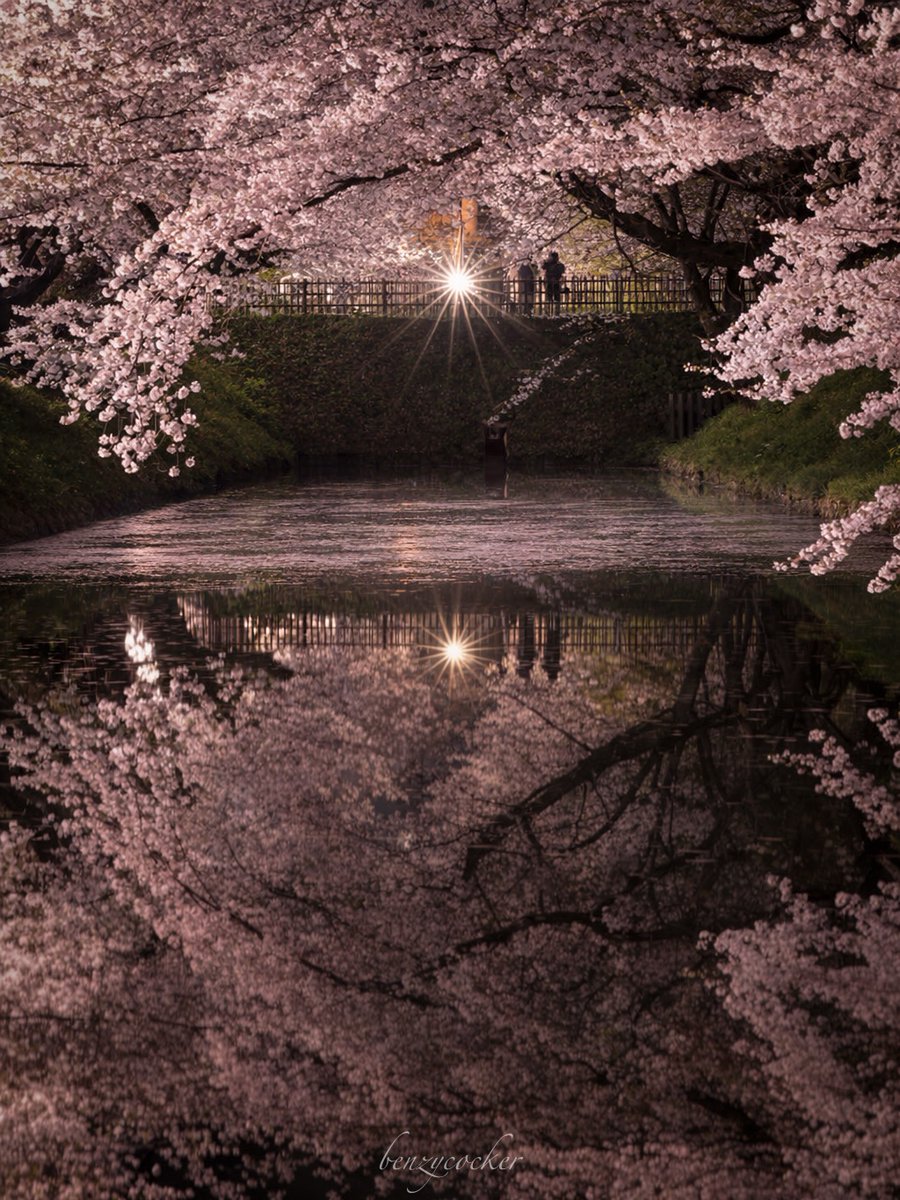 ベンジー tweet media