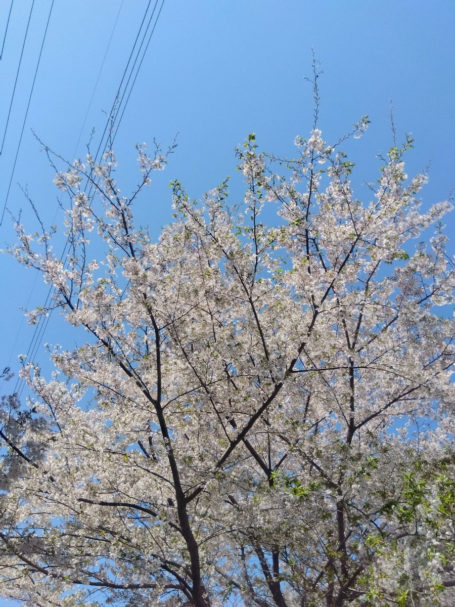 riseCS11311's tweet photo. 急に暑くなりましたね。
まだ散ってない桜を見つけて嬉しくなりました🎵
気温差もあります。
体調気を付けてくださいね！ https://t.co/FlOz0UJuar