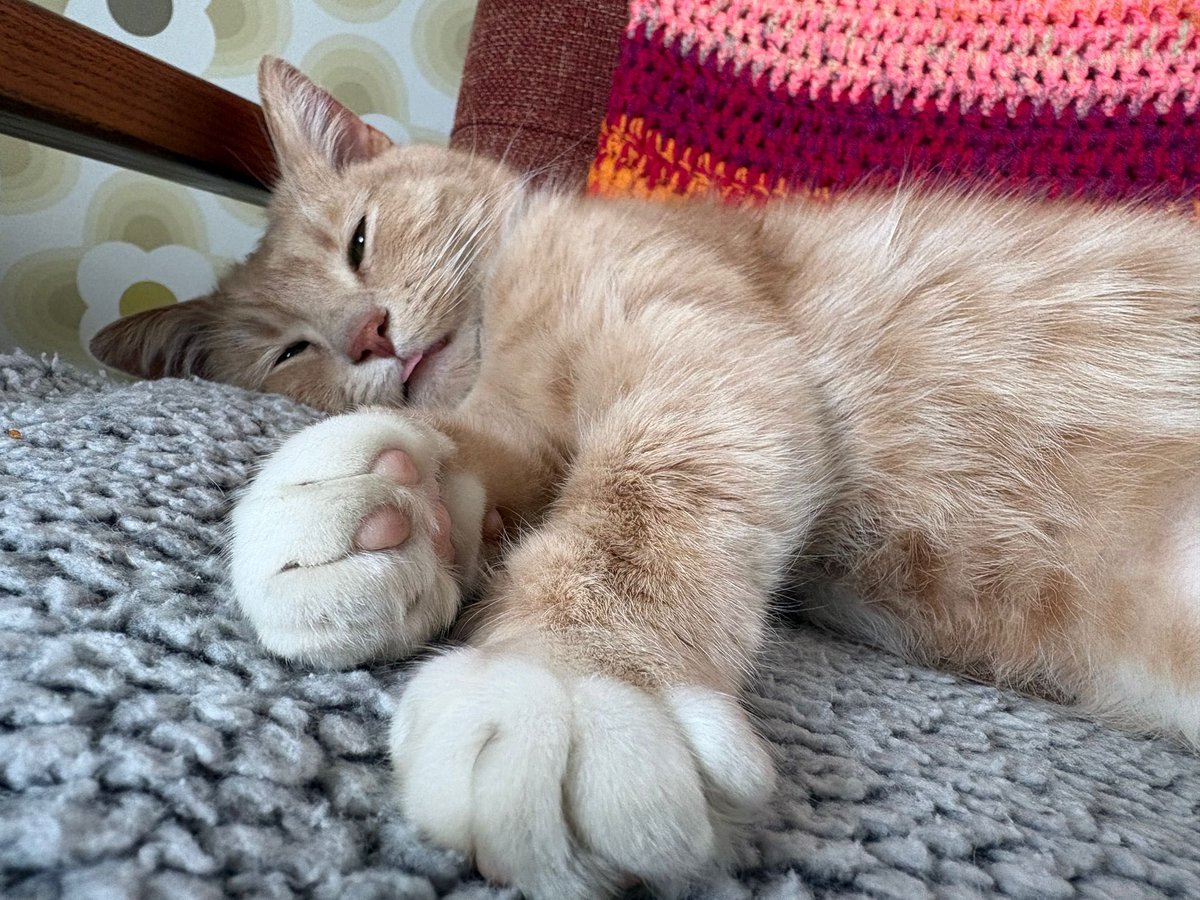 erics_escapades's tweet image. Happy tongue out Tuesday pals, a little frosty this morning , think I’ll spend an extra hour or four on my heat pad before venturing outside in garden . Have a beautiful day all 😸🧡 #adoptdontshop #rescuecats #tongueouttuesday