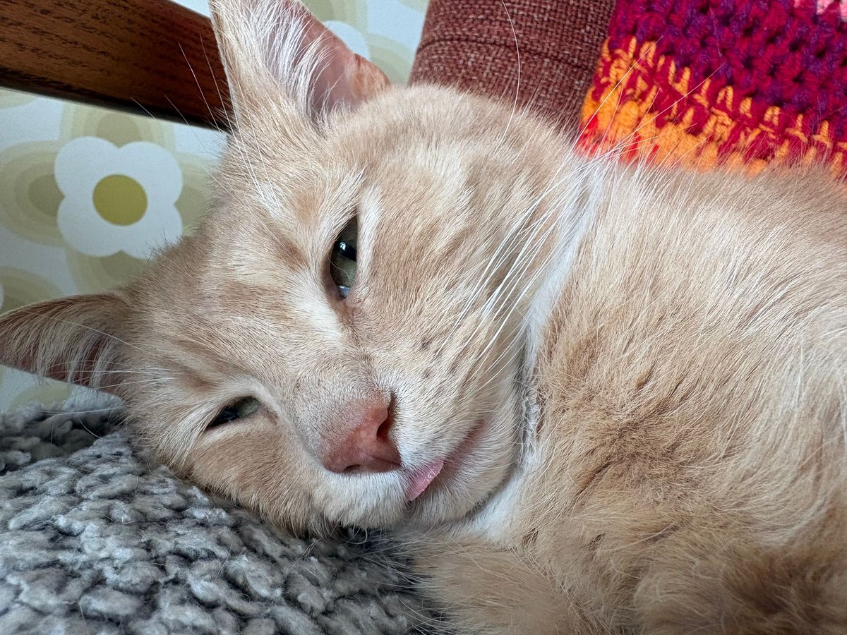 erics_escapades's tweet image. Happy tongue out Tuesday pals, a little frosty this morning , think I’ll spend an extra hour or four on my heat pad before venturing outside in garden . Have a beautiful day all 😸🧡 #adoptdontshop #rescuecats #tongueouttuesday