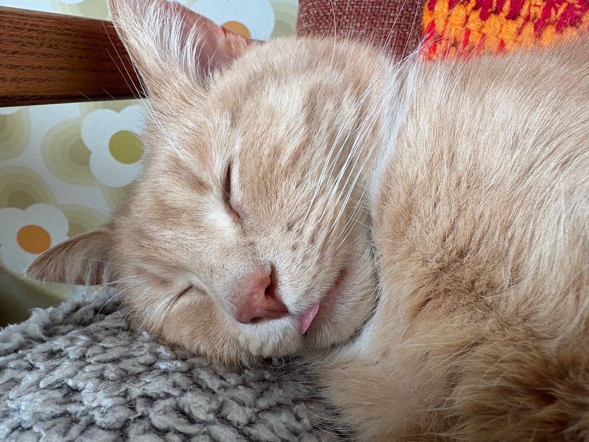 erics_escapades's tweet image. Happy tongue out Tuesday pals, a little frosty this morning , think I’ll spend an extra hour or four on my heat pad before venturing outside in garden . Have a beautiful day all 😸🧡 #adoptdontshop #rescuecats #tongueouttuesday