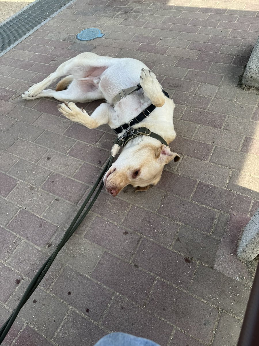 レッド tweet media