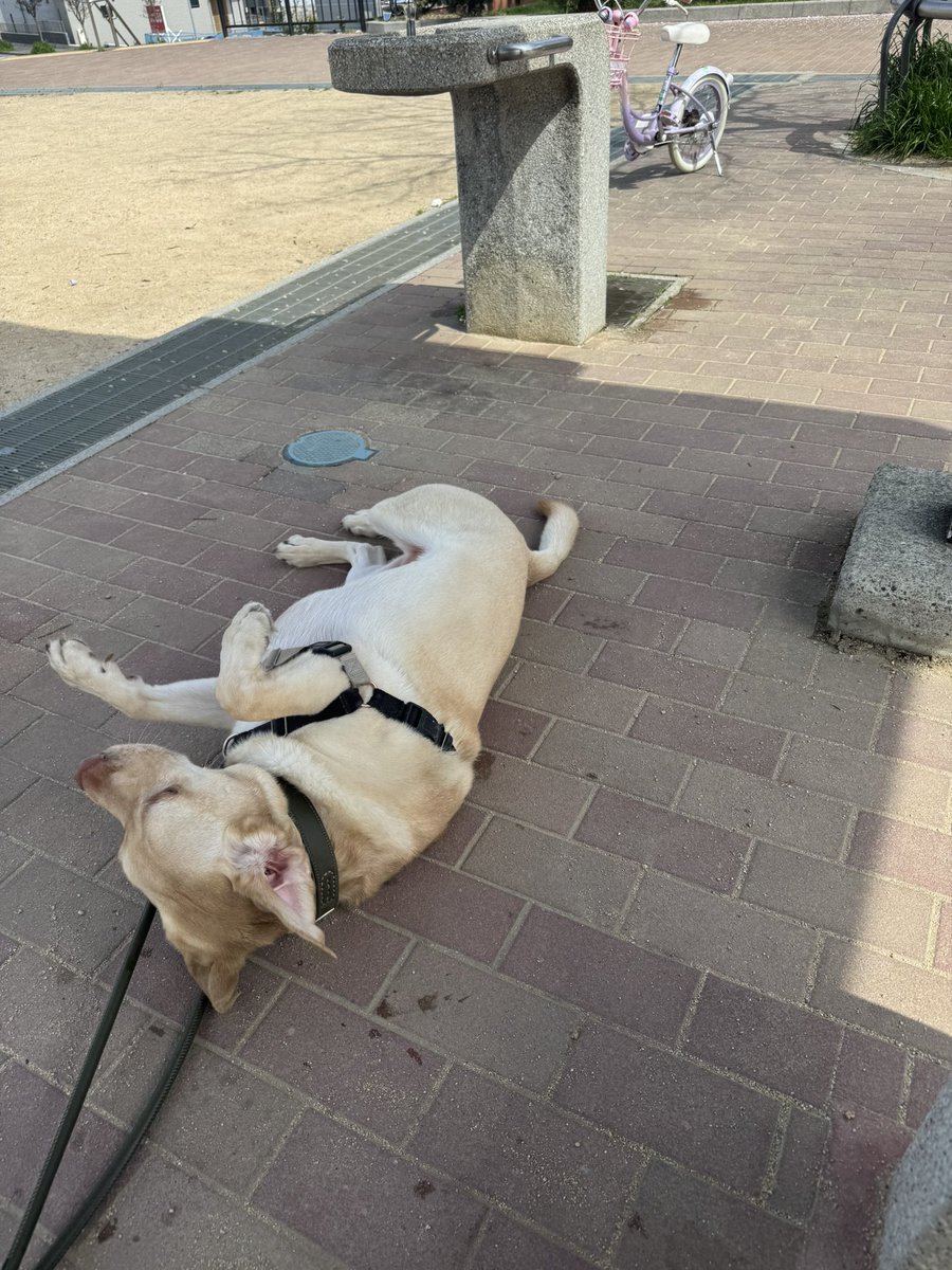 レッド tweet media