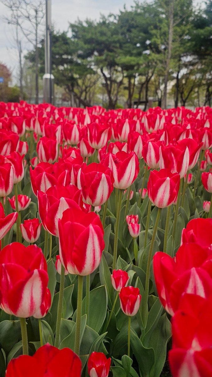 꽃구경~~🌷 #siupic