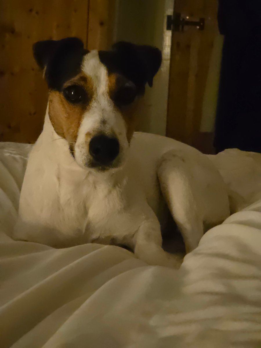 The Woolly Patchwork Sheep Sanctuary tweet media