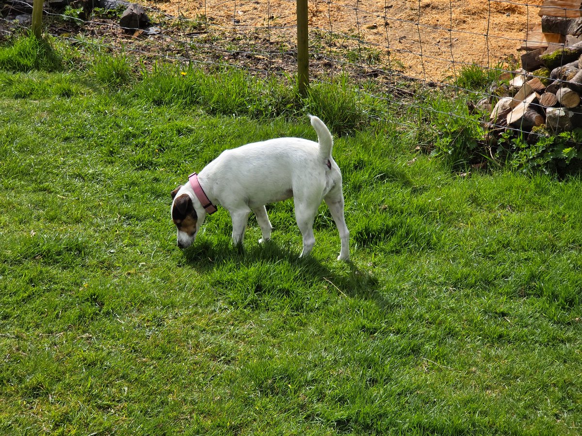The Woolly Patchwork Sheep Sanctuary tweet media