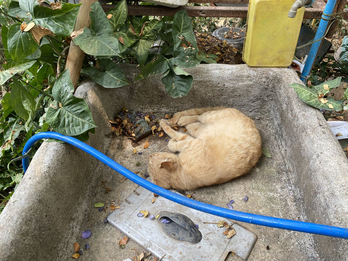 • I'm NoOne • 🐈‍⬛ tweet media