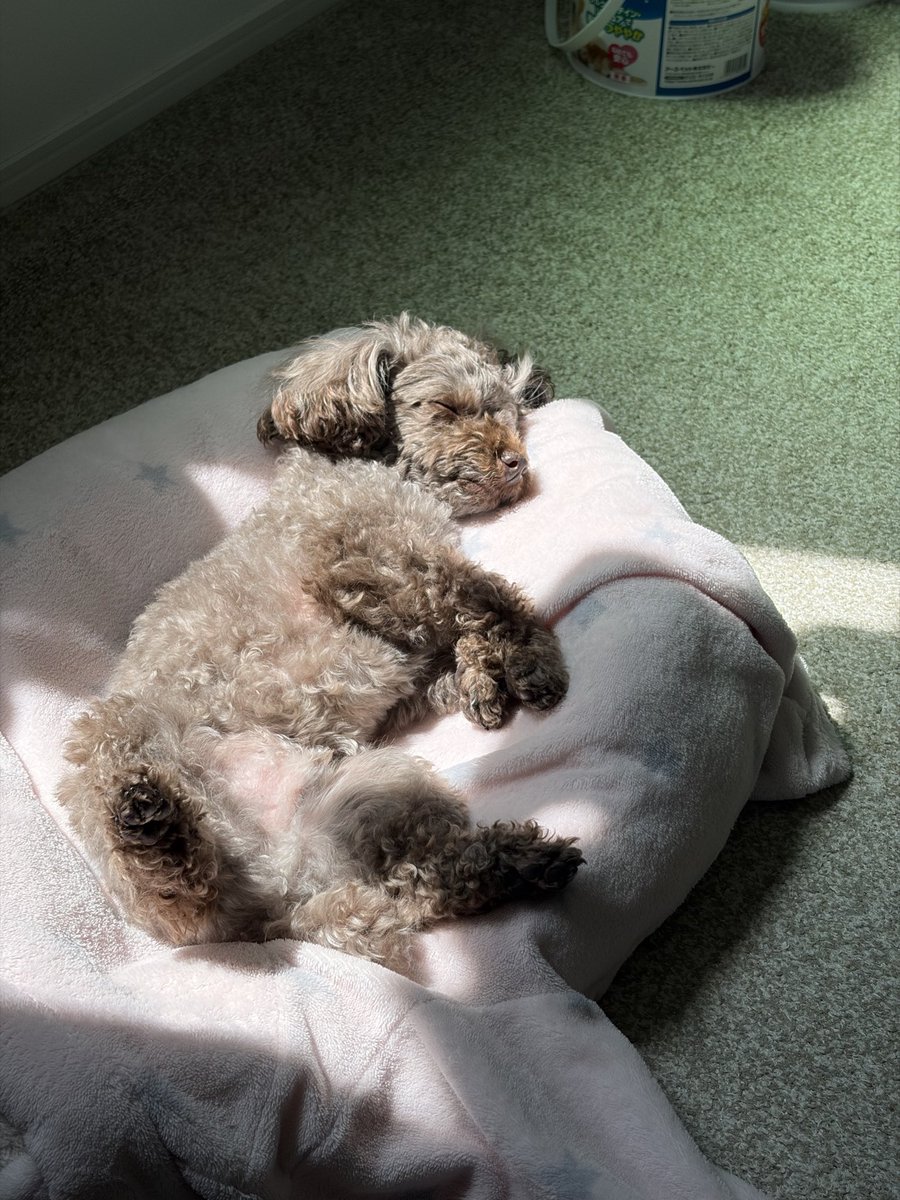 🤎りりぷ🐶 tweet media