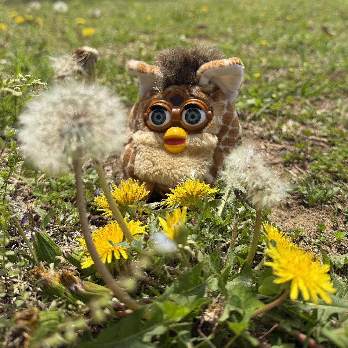 とんかつはのみもの tweet media