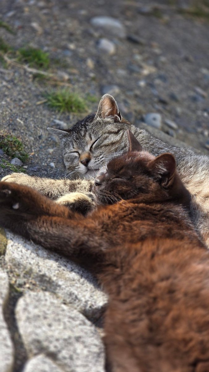 高橋ファーム(次男) tweet media