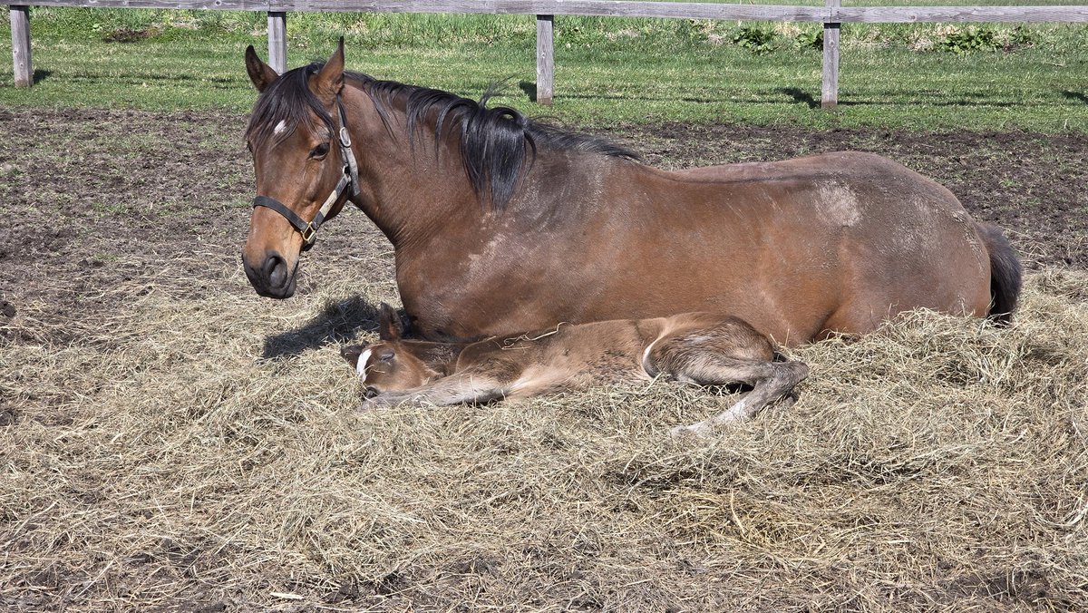 高橋ファーム(次男) tweet media