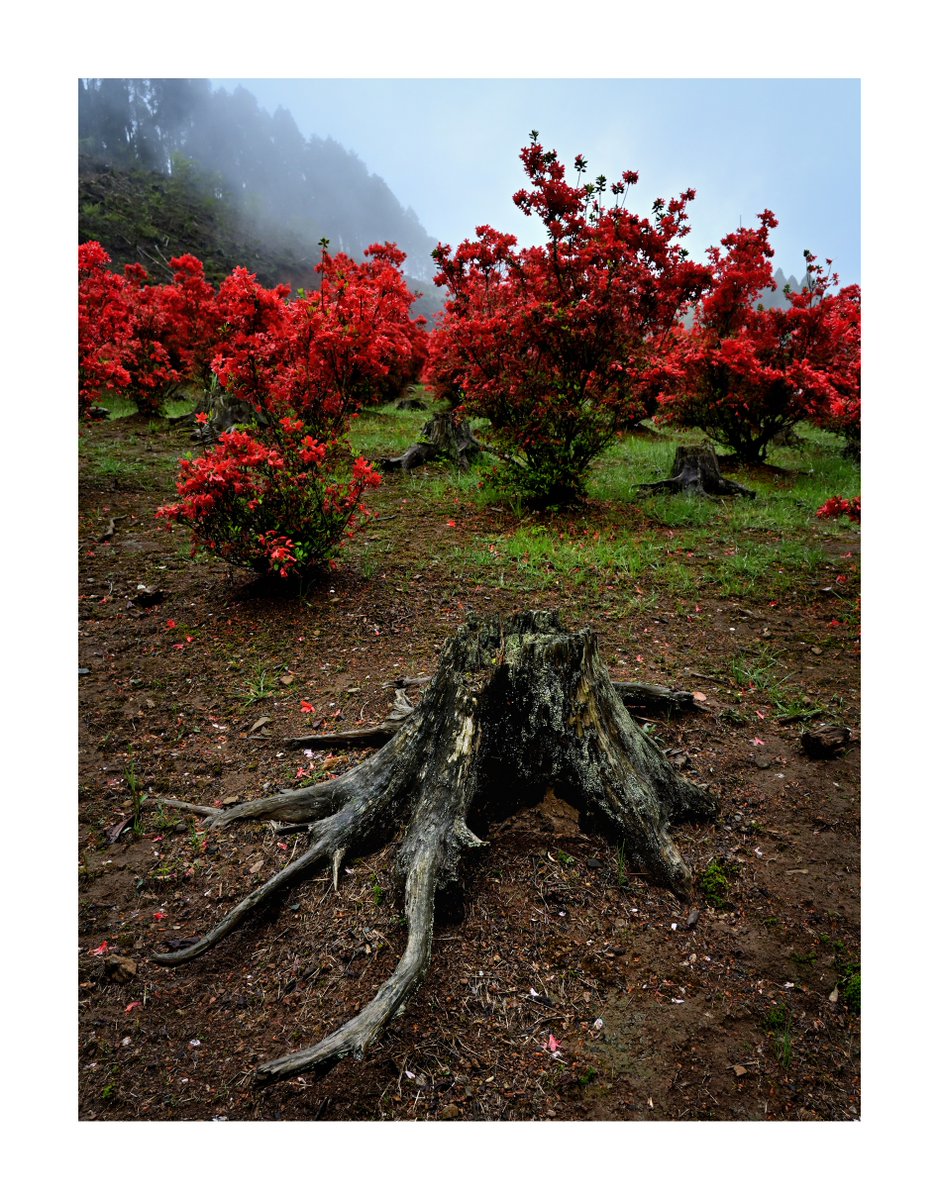 .
『風景写真』

#本キリシマツツジ
#風景写真 #Landscape
#花のある風景
#日本の美しい花風景
#japan