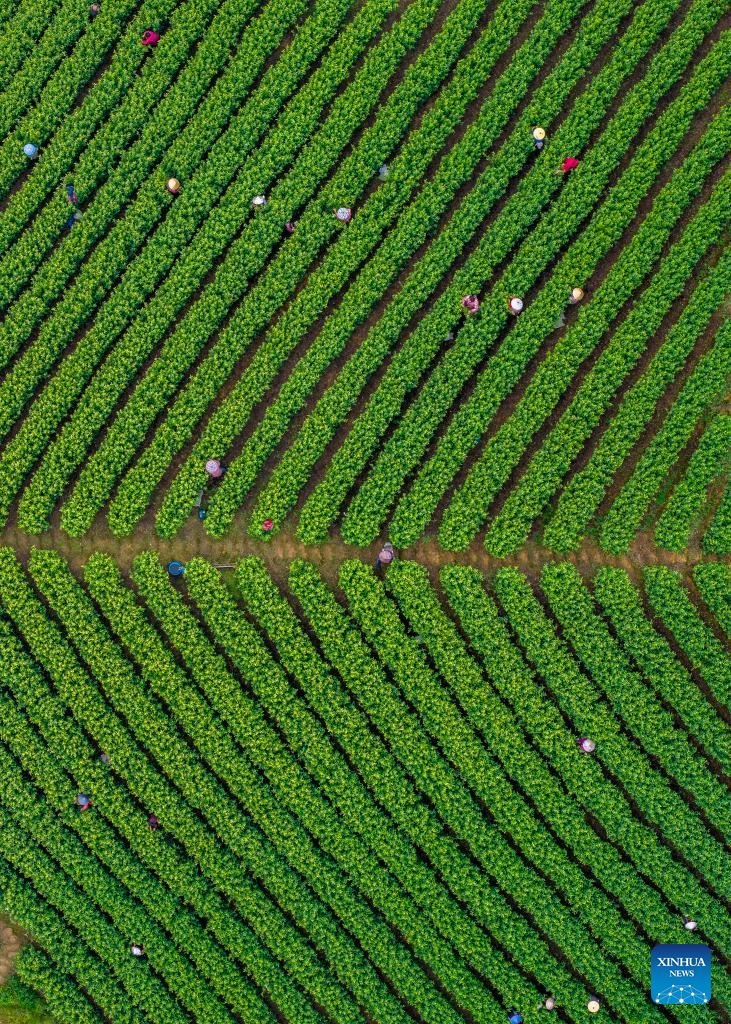 ShanghaiEye's tweet image. IN PIC: An aerial drone photo taken on April 11, 2026 shows staff working in a #tea garden in #Yuyao City, east #China's #Zhejiang Province. Tea farmers and enterprises are busy harvesting and processing spring tea leaves to meet the consumer demand lately.