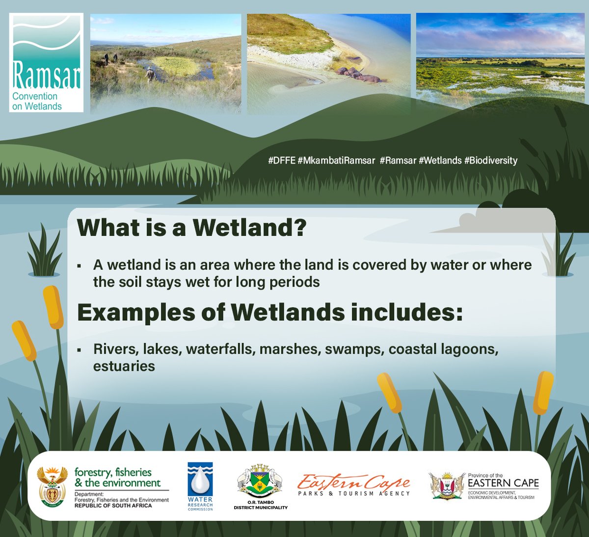 environmentza's tweet photo. Rivers. Lakes. Marshes. Estuaries. Waterfalls. These are wetlands, and they matter more than you think. On 15 April, South Africa commemorates Mkambati Nature Reserve as the Eastern Cape's first Ramsar Site. #MkambatiRamsar #Biodiversity #Ramsar #Wetlands #DFFE https://t.co/HbNlGQZkK4