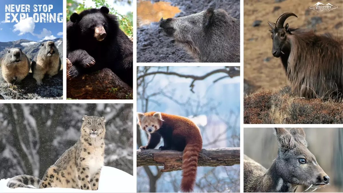 AirlineGuy tweet media