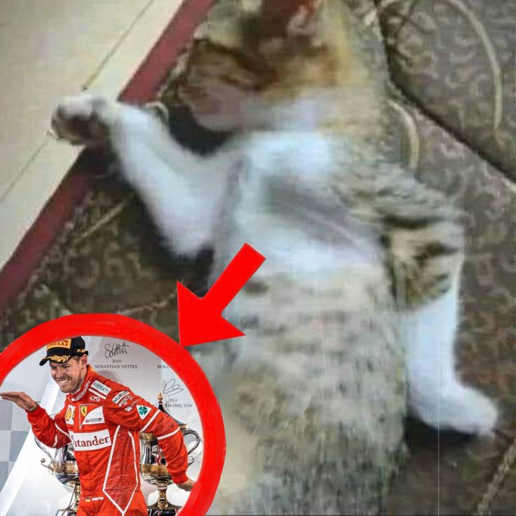 diego (@diegotesimracer) on Twitter photo 