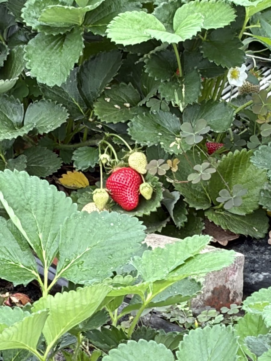 魔王せなくん tweet media