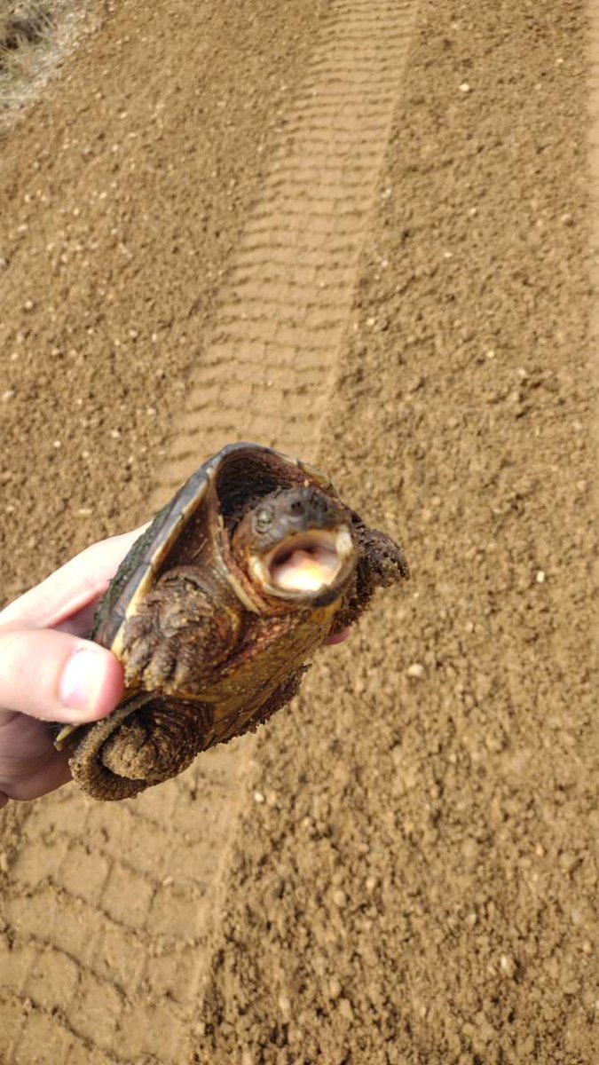 LouWay_mF's tweet photo. Saved a few turtles today 🐢 https://t.co/WBuxrPOlEo