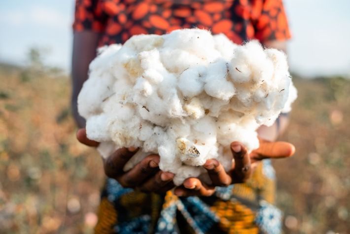 RenewableCNews's tweet image. New Study Shows Low Environmental Impact by Cotton made in Africa Organic Cotton from Tanzania renewable-carbon.eu/news/?p=175590 #biodiversity #bioeconomy #environmentalfootprint #naturalfibres #textiles #RenewableCarbon