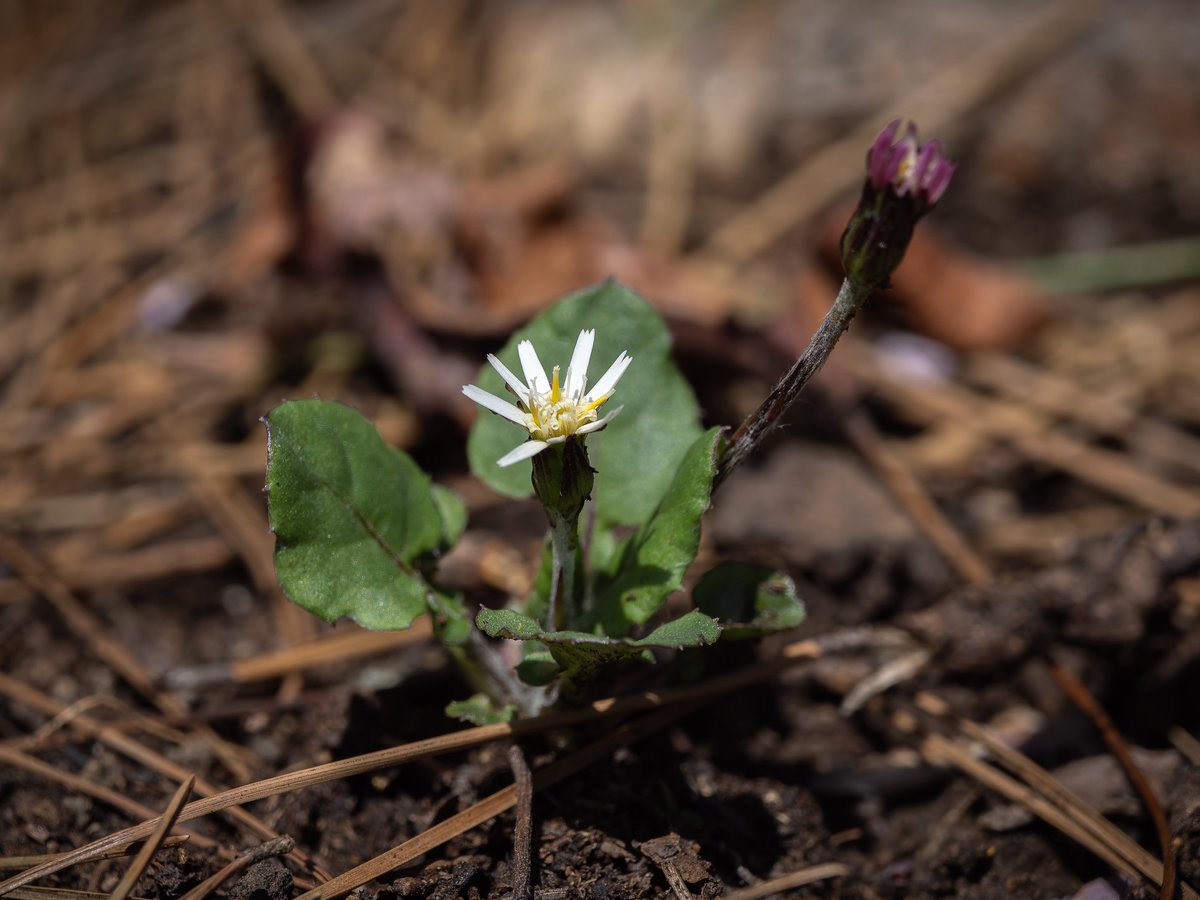 小柴雪 tweet media