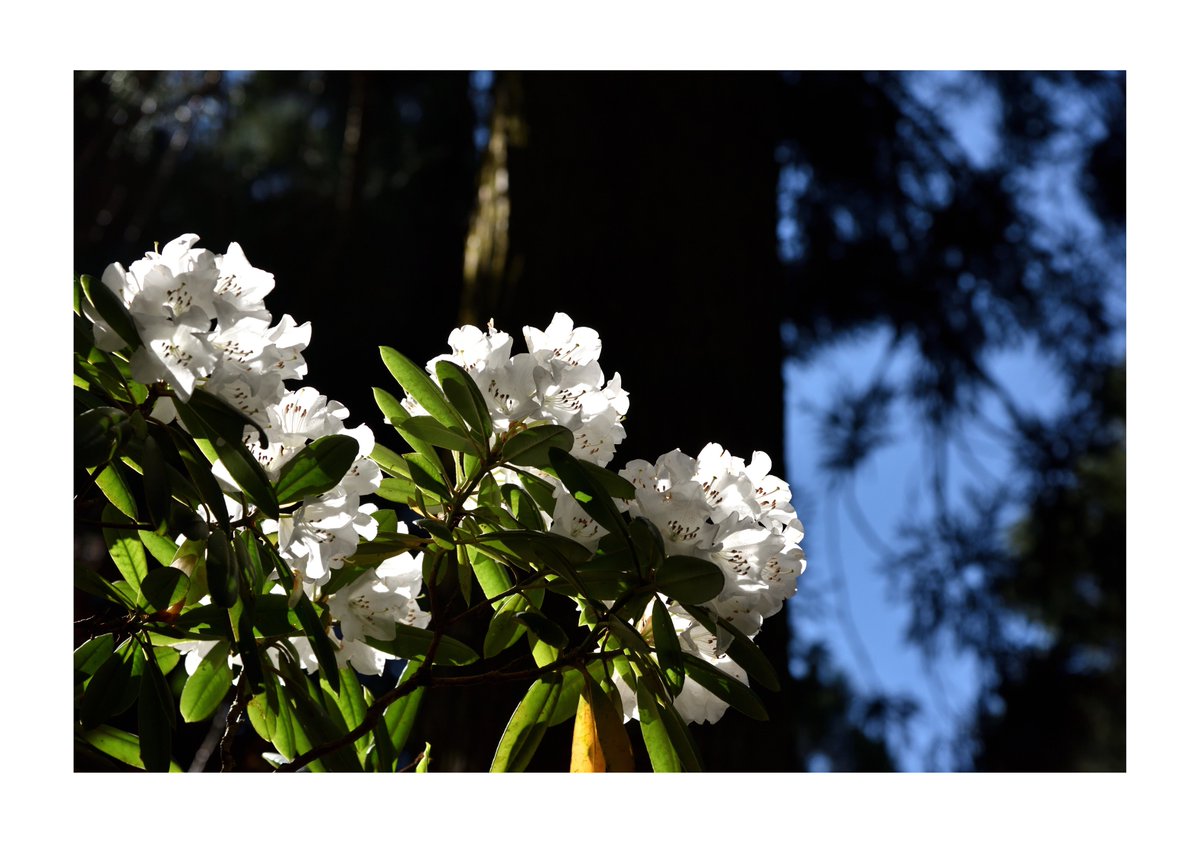 .
『風景写真』

#シャクナゲ #しゃくなげ
#風景写真 #Landscape
#花のある風景
#日本の美しい花風景
#japan