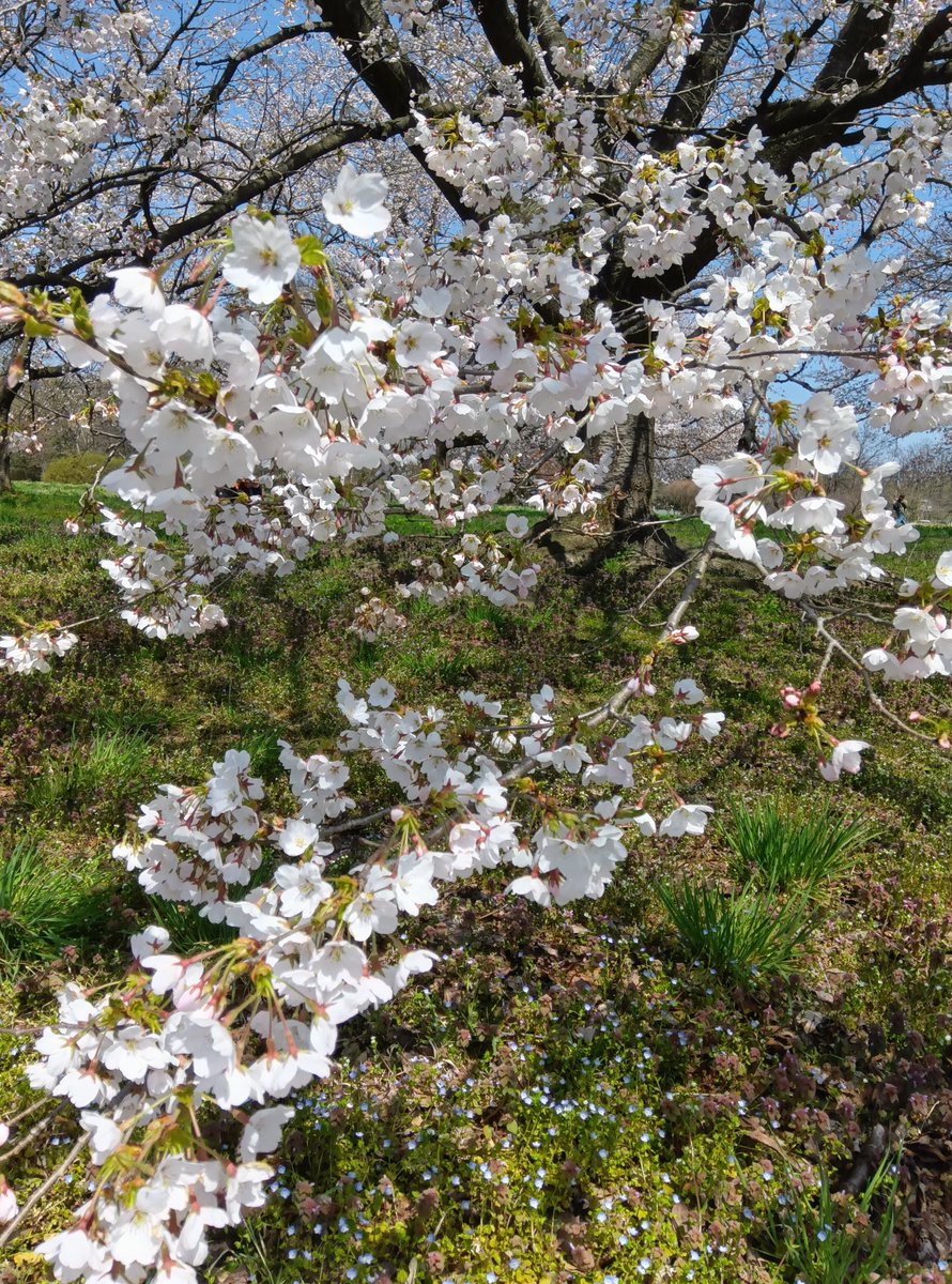 ようやく春が来ました☺️🌸
晴天で気持ち良いお花見でした
でも年々開花が早まってる
以前はGW頃に開花したのにな…
温暖化だね💧
