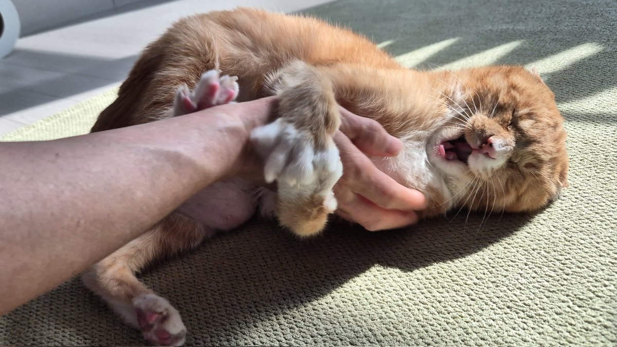 goanggu_gildong's tweet photo. 아 미치겠다 엄마가 급식이 괴롭히는데 너무 못생겨졌어 https://t.co/nN54cn87XZ