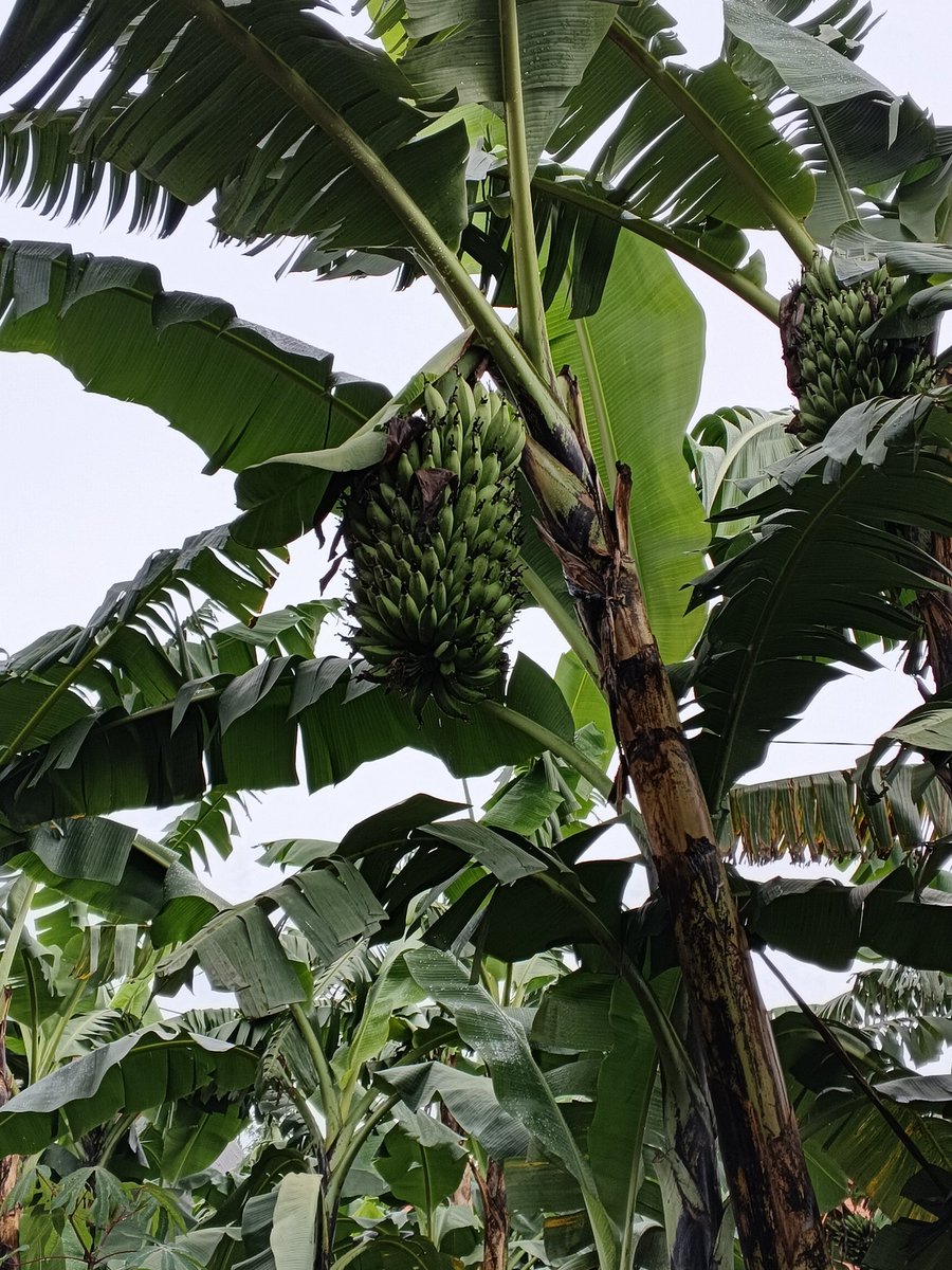 Gentilug's tweet image. What is the current price of matooke in your area?

#Farmlife