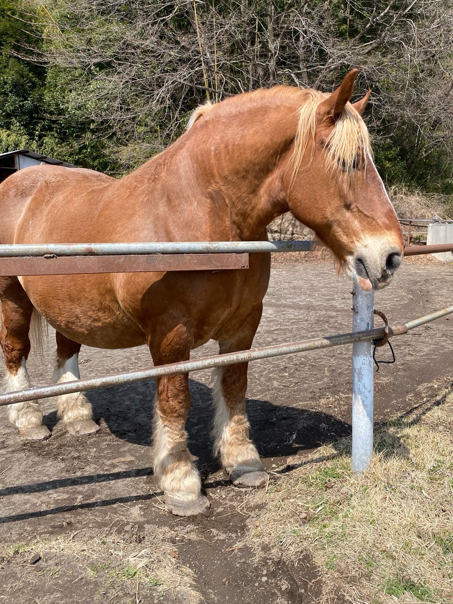 榛名湖遊覧馬車 tweet media