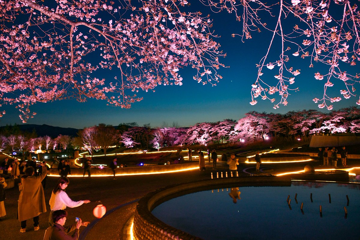 夜桜ライトアップ「みちのく花明かり」は、4/19(日)まで毎日開催します