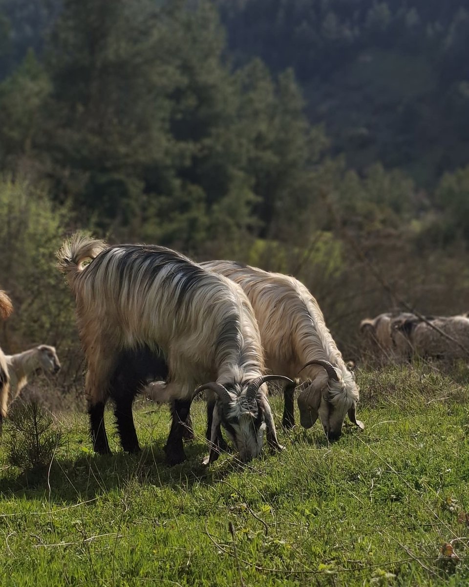 YÖRÜK🇹🇷🍀 tweet media