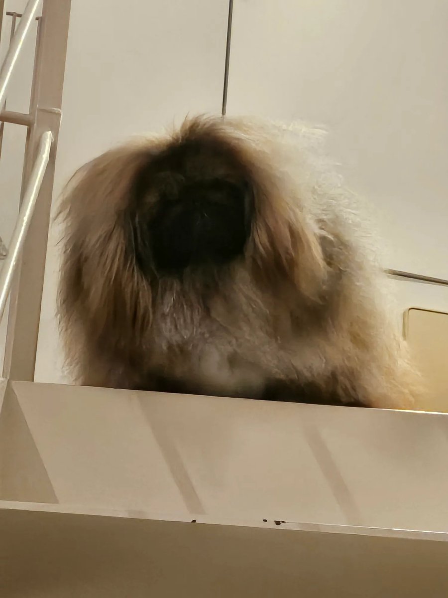 あいめろ tweet media