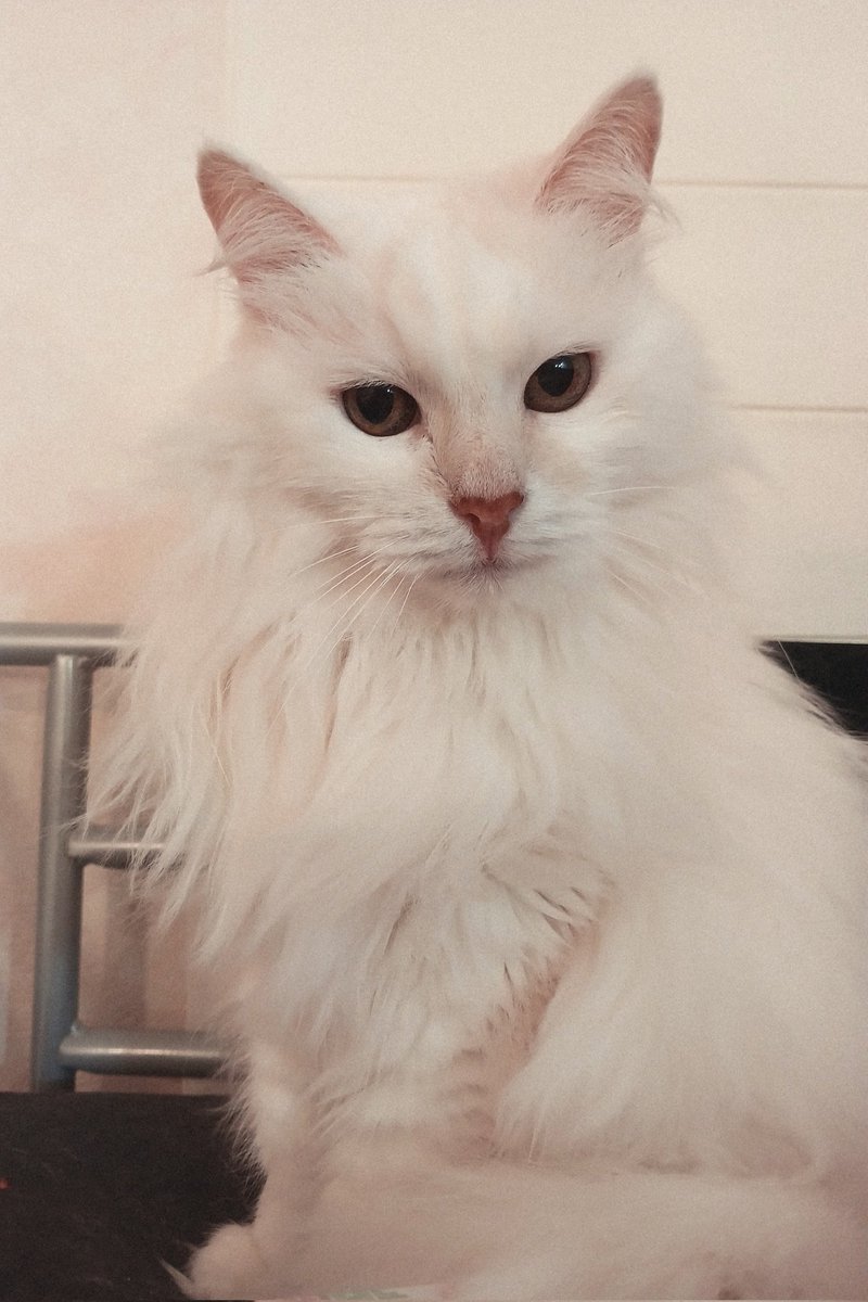 кроличье ушко tweet media