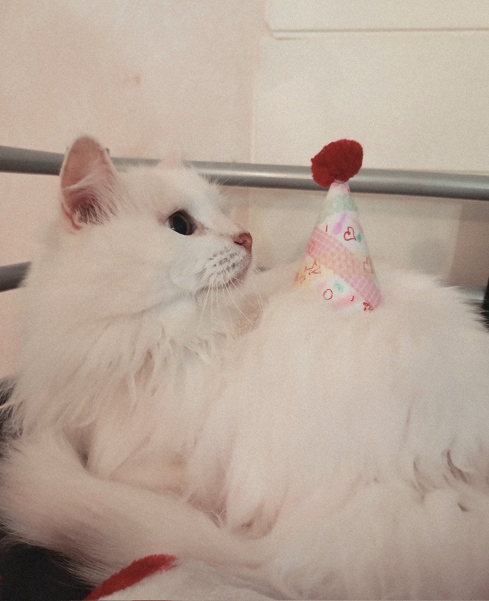 кроличье ушко tweet media