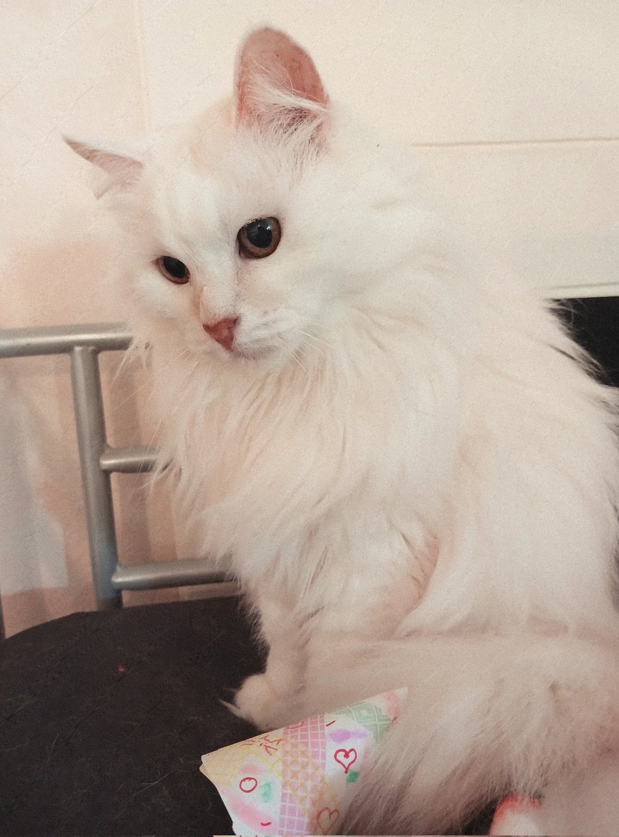 кроличье ушко tweet media