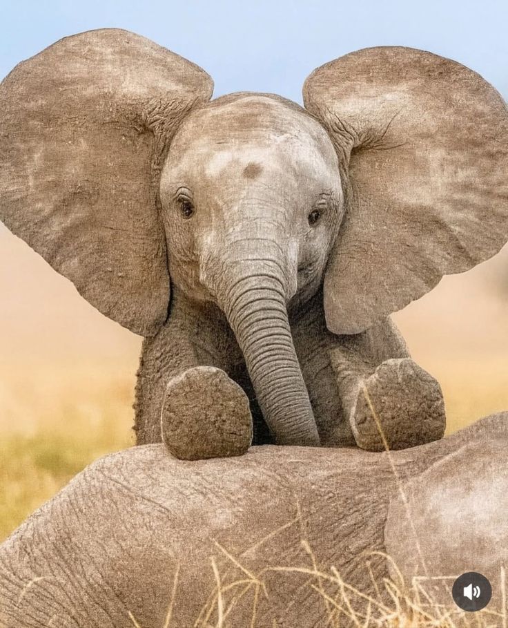 vivaneil tweet media